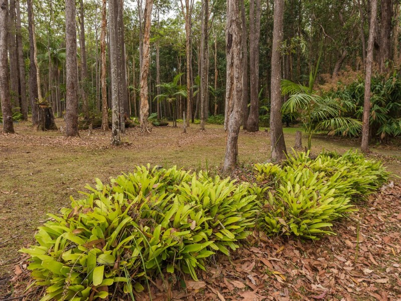 59 Parkdale Avenue, Doonan QLD 4562