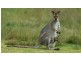 13 Cooroibah Crescent, Tewantin QLD 4565