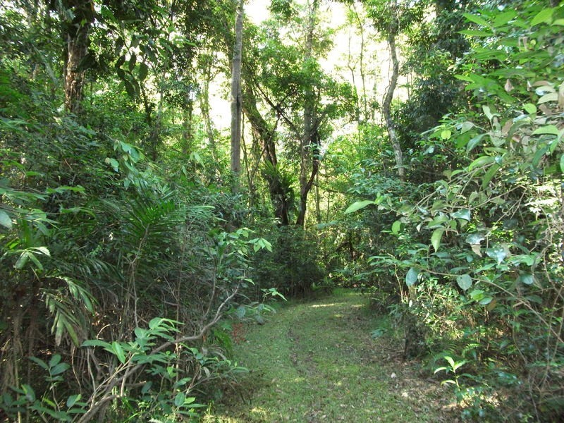 745 Ringtail Creek Road, Pomona QLD 4568