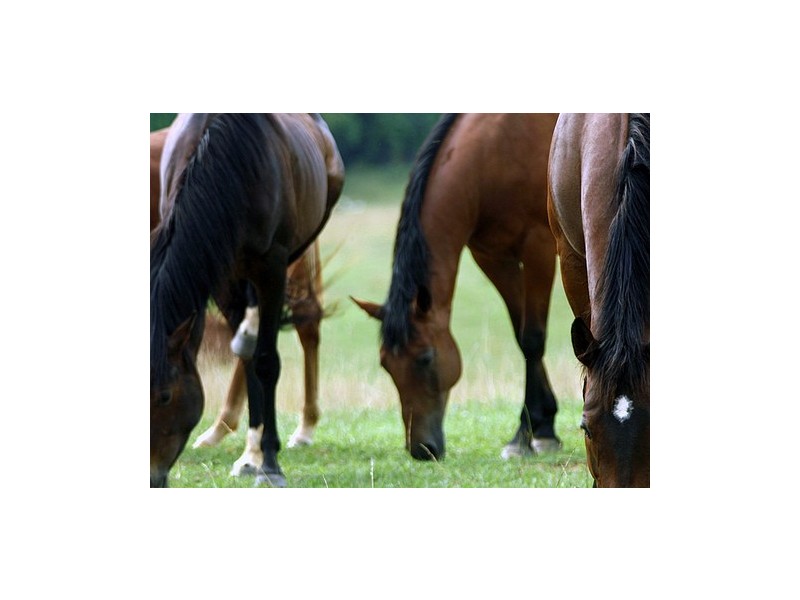 646 Cootharaba Road, Cootharaba QLD 4565