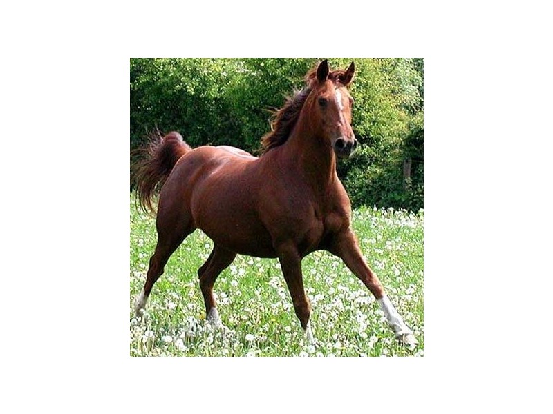 646 Cootharaba Road, Cootharaba QLD 4565