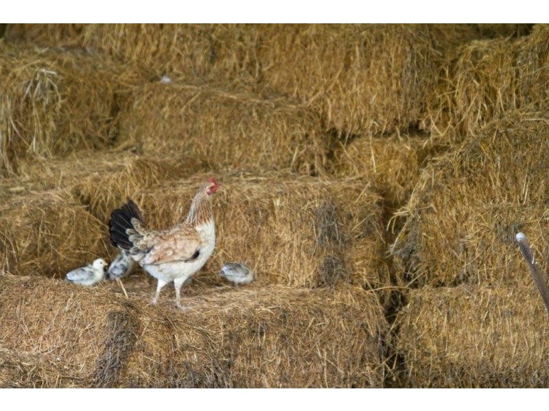 55 Happy Jack Creek Rd, Ridgewood QLD 4563