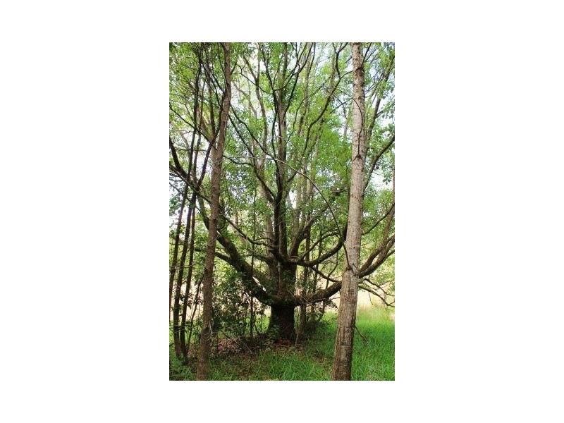 97-109 Eumundi Range Road, Eumundi QLD 4562