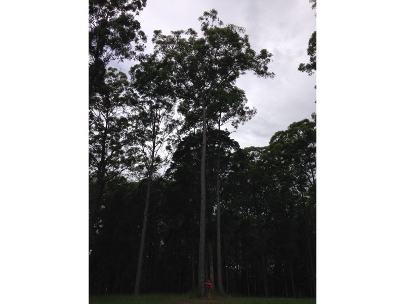 Cootharaba QLD 4565