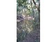9 Old Coach Way, Lake Macdonald QLD 4563