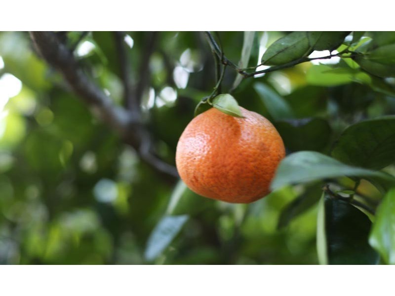 5 Dela Court, Cooroibah QLD 4565