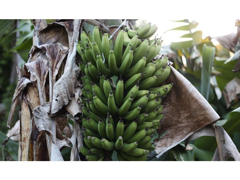 5 Dela Court, Cooroibah QLD 4565