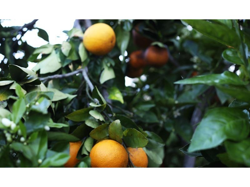 5 Dela Court, Cooroibah QLD 4565