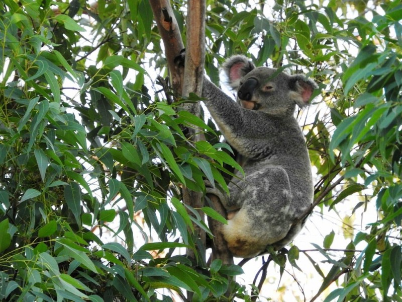 21 Pacific View Drive, Tinbeerwah QLD 4563