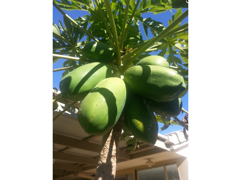 21 Pacific View Drive, Tinbeerwah QLD 4563