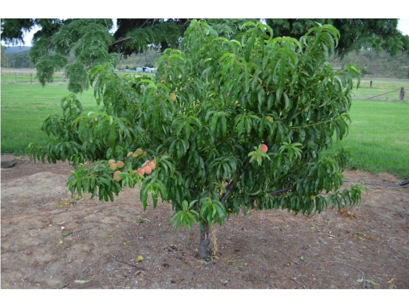 361 North Branch Road, Goomburra QLD 4362