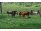 Lot 519 Reushle Road, Kleinton QLD 4352