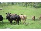 Lot 519 Reushle Road, Kleinton QLD 4352