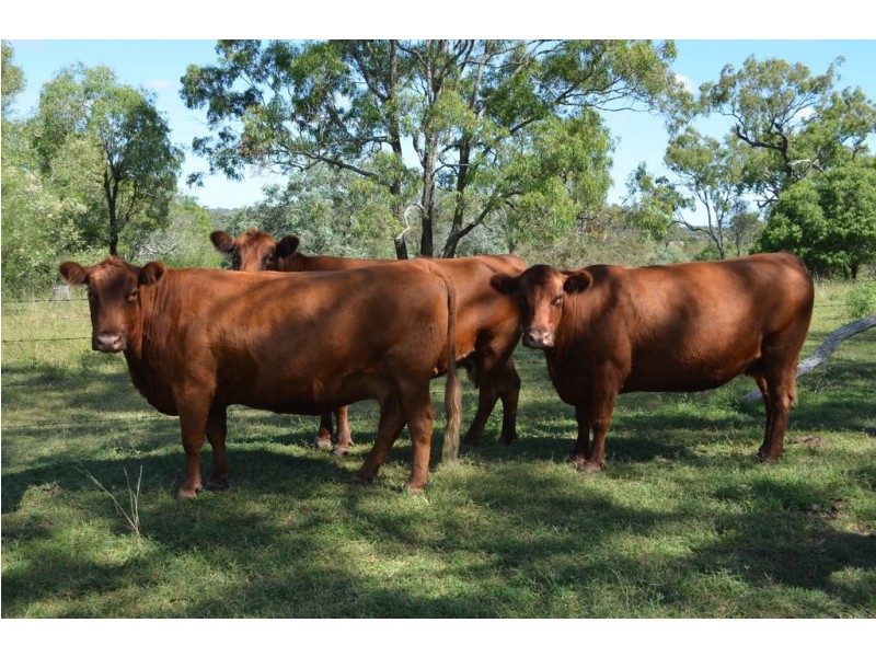 215 Hazelwood Road, Southbrook QLD 4363