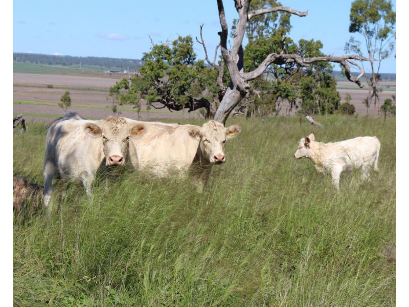 Lot 7 Henningsen Road, Oakey QLD 4401