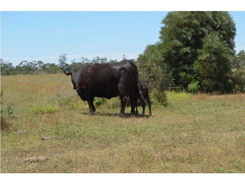 6402 CECIL PLAINS ROAD, Weir River QLD 4406