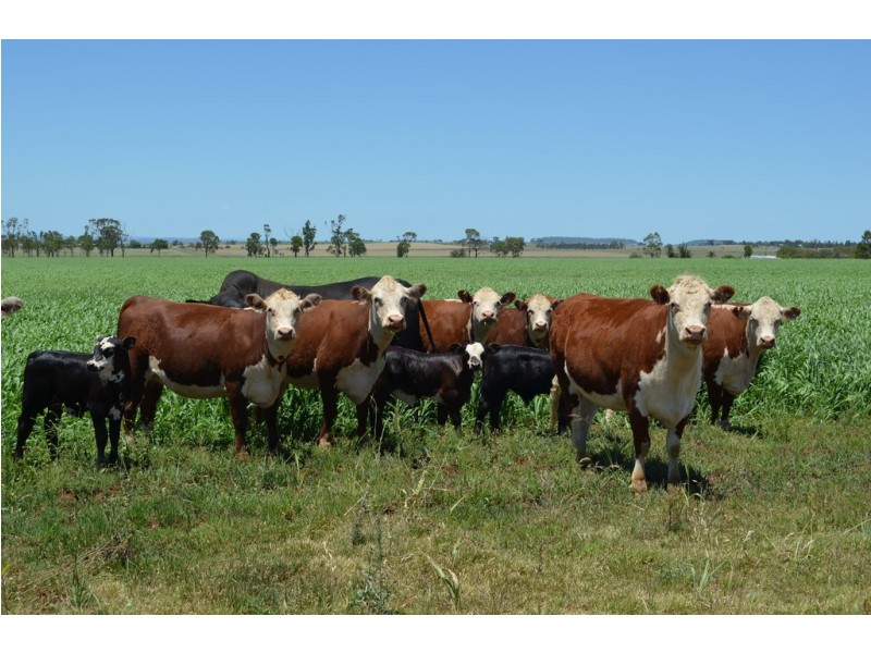 164 Palmer Road, Nobby QLD 4360