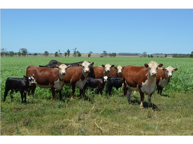164 Palmer Road, Nobby QLD 4360