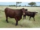 133 Priors Road, Kingsthorpe QLD 4400
