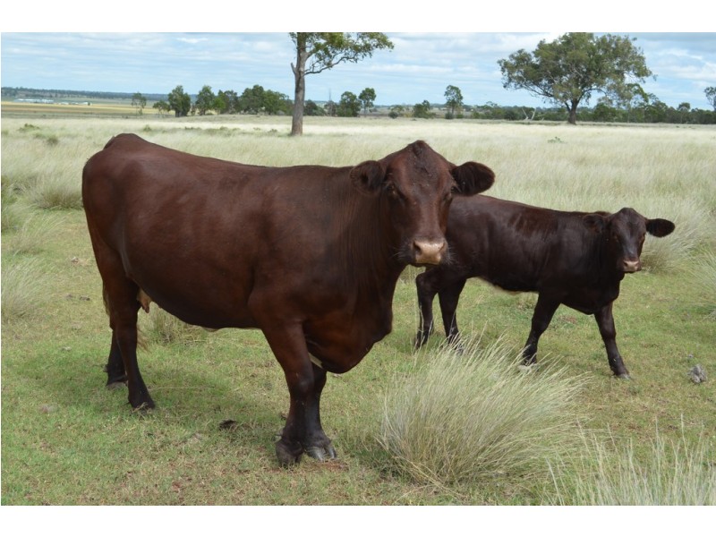 133 Priors Road, Kingsthorpe QLD 4400