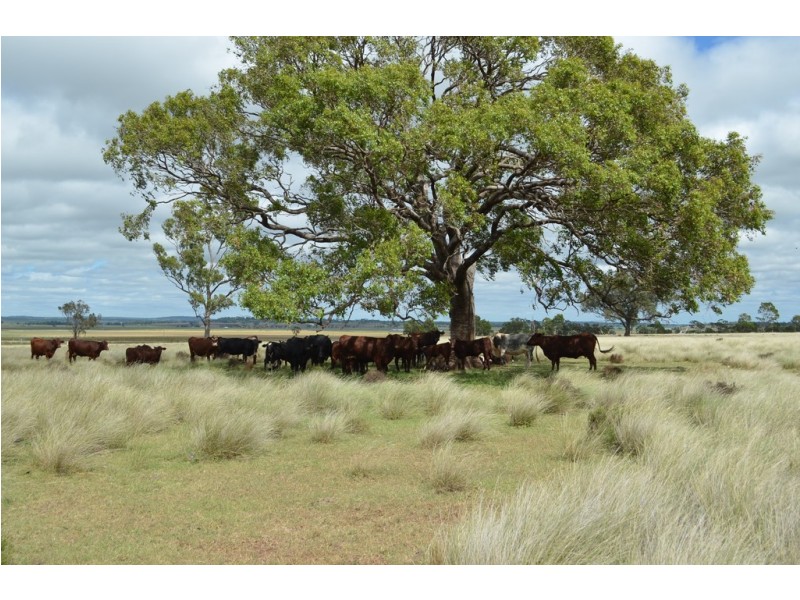 133 Priors Road, Kingsthorpe QLD 4400