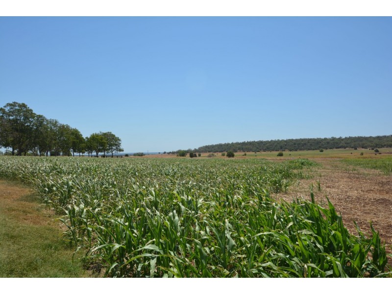 503 Oakey Pittsworth Road, Aubigny QLD 4401