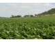 2389 Toowoomba-Karara Road, Felton QLD 4358
