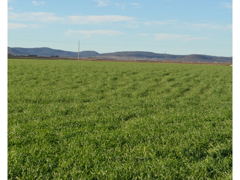 15690 New England Highway, Clifton QLD 4361