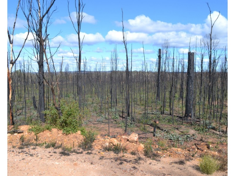 0 Basil Drive, Forest Ridge QLD 4357