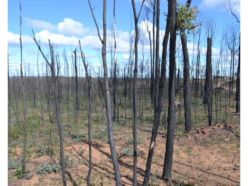 0 Basil Drive, Forest Ridge QLD 4357