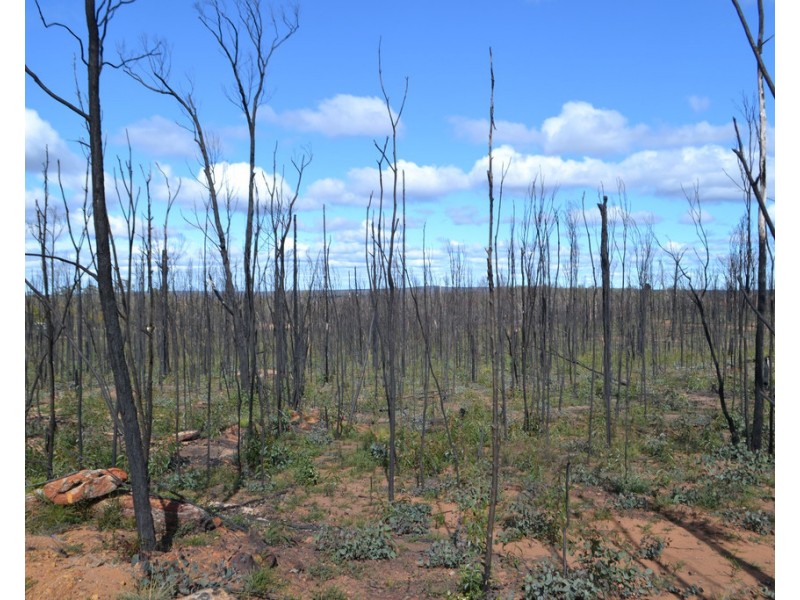 0 Basil Drive, Forest Ridge QLD 4357