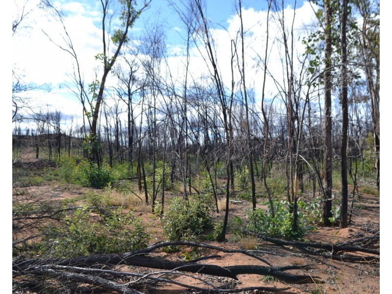 0 Basil Drive, Forest Ridge QLD 4357