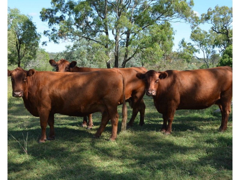 215 Hazelwood Road, Southbrook QLD 4363