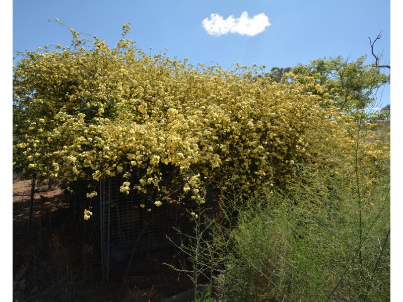 648 Umbiram Road, Wyreema QLD 4352