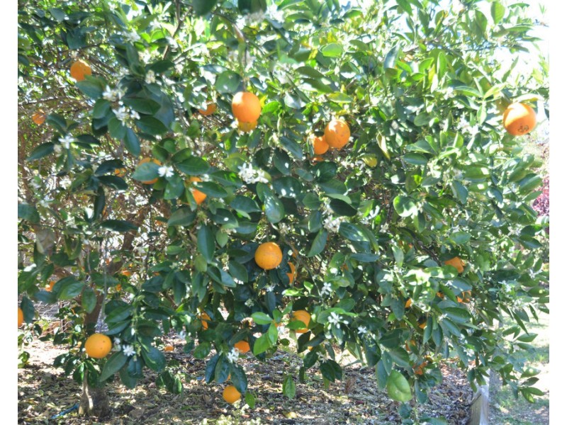 648 Umbiram Road, Wyreema QLD 4352