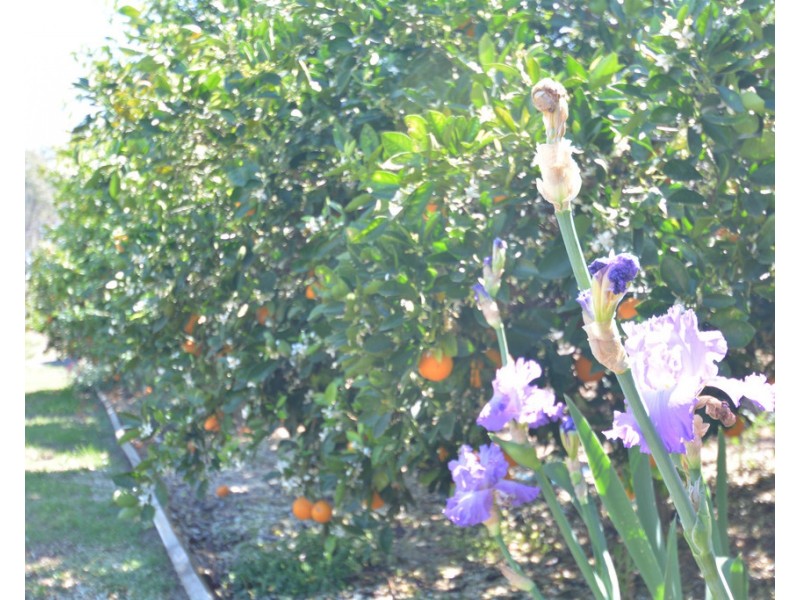 648 Umbiram Road, Wyreema QLD 4352