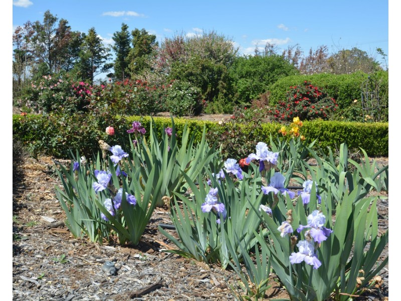 648 Umbiram Road, Wyreema QLD 4352