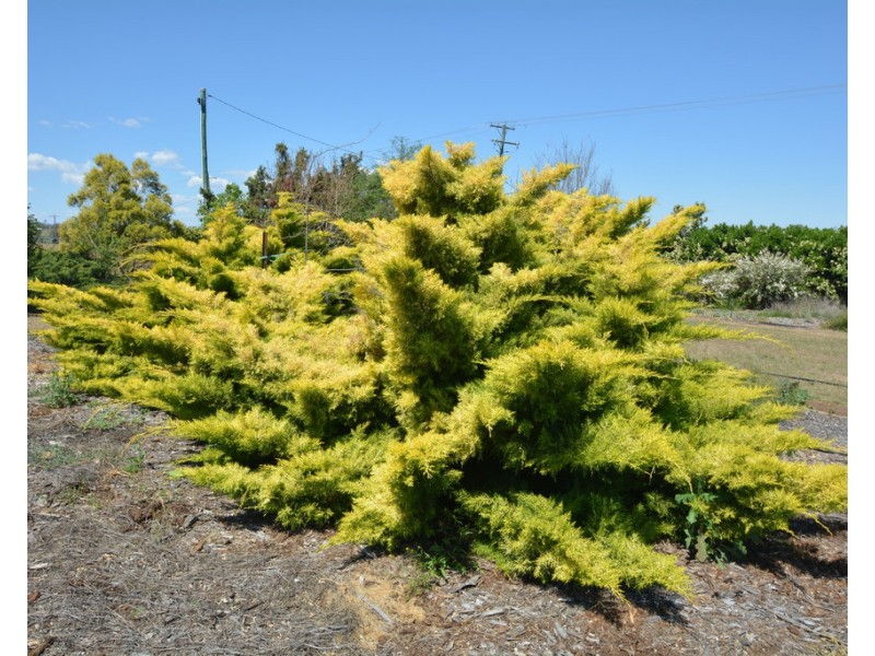 648 Umbiram Road, Wyreema QLD 4352