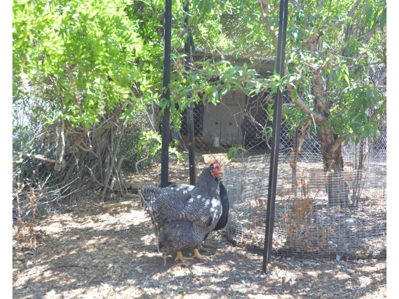 648 Umbiram Road, Wyreema QLD 4352