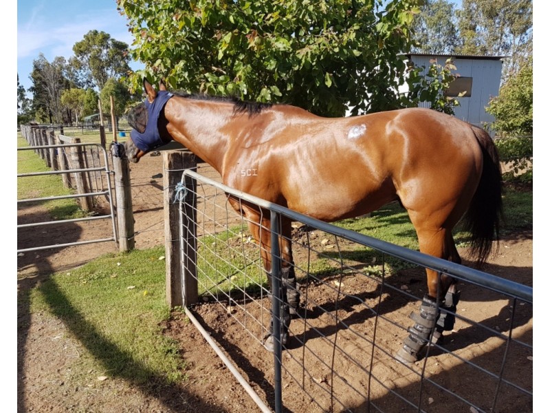 87 Showgrounds Road, Oakey QLD 4401