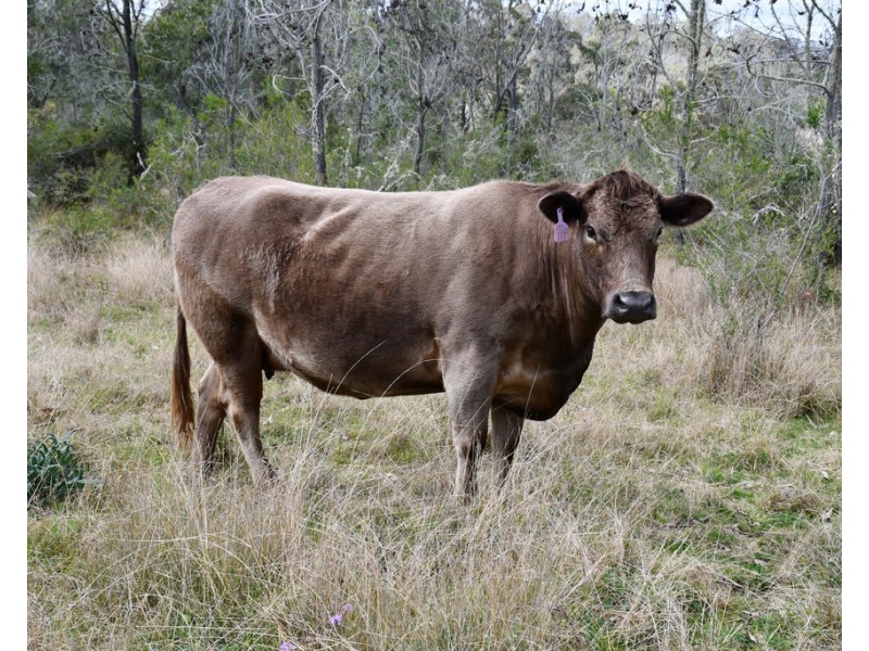 Lot 320 Coalbank Boundary Road, Doctor Creek QLD 4352