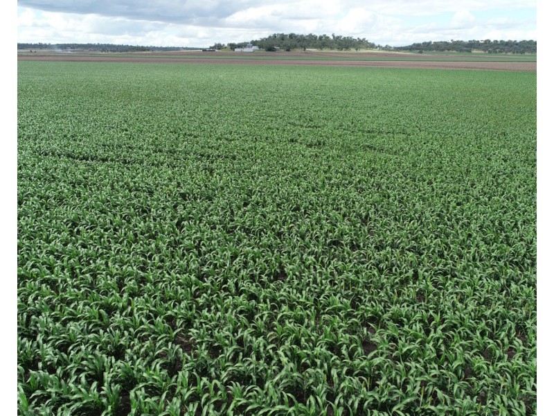 310 Cambooya-Felton Rd, Cambooya QLD 4358