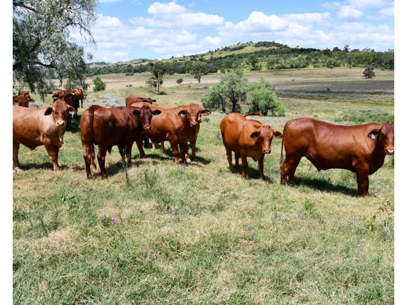 468 Peranga Narko Road, Narko QLD 4352