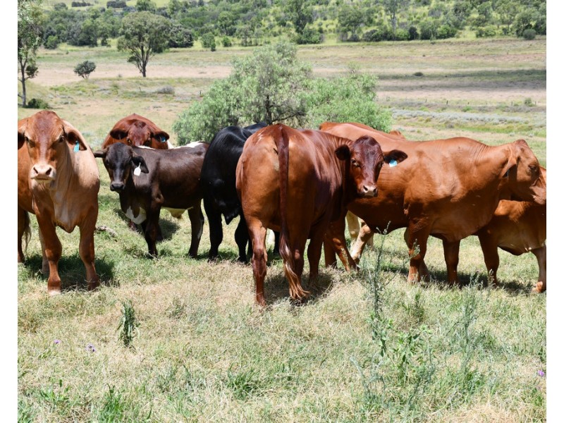 468 Peranga Narko Road, Narko QLD 4352