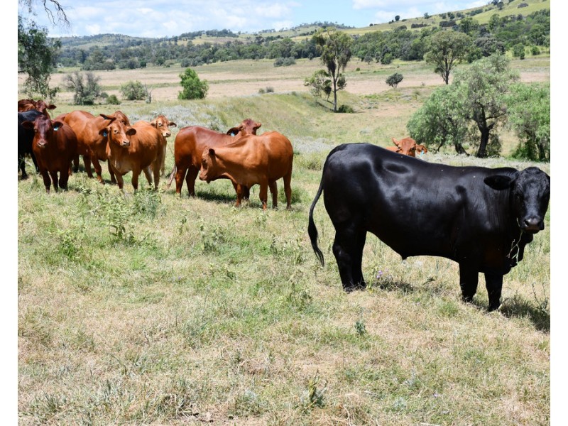 468 Peranga Narko Road, Narko QLD 4352