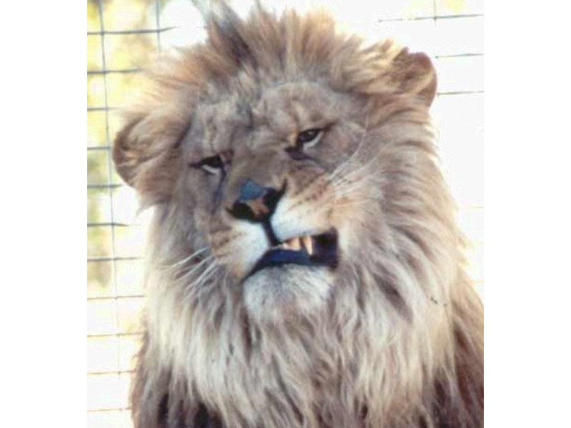 21 Baines Road PILTON, Clifton QLD 4361