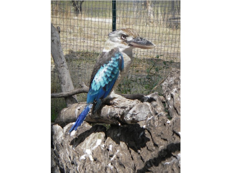 21 Baines Road PILTON, Clifton QLD 4361