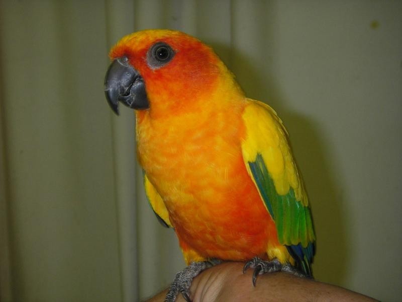 21 Baines Road PILTON, Clifton QLD 4361