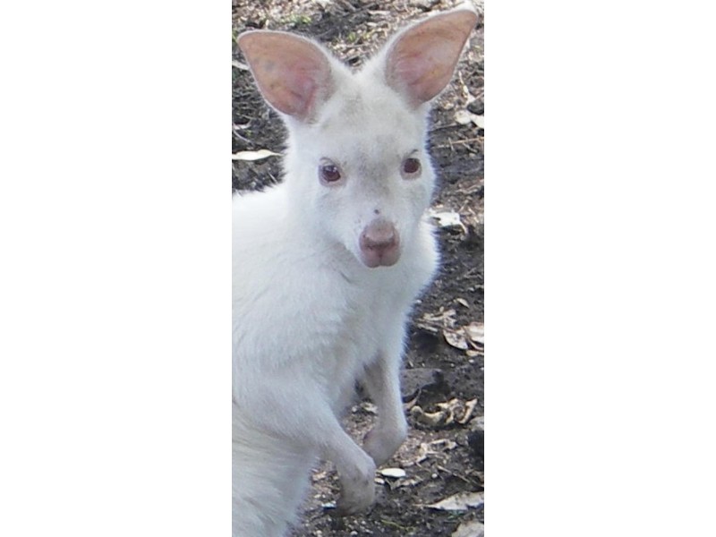 21 Baines Road PILTON, Clifton QLD 4361