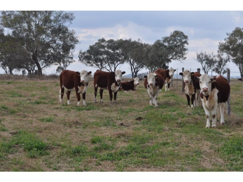 Booramugga  29 Booramugga Road, Mount Tyson QLD 4356